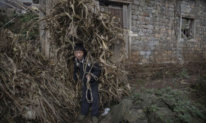 Un agriculteur porte des cosses de maïs pour nourrir les animaux dans le village de Xiaobatian, dans la province chinoise du Guizhou (sud-ouest), le 7 février 2017. (Kevin Frayer/Getty Images)