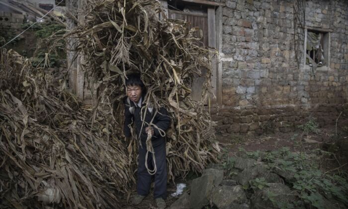 Un agriculteur porte des cosses de maïs pour nourrir les animaux dans le village de Xiaobatian, dans la province chinoise du Guizhou (sud-ouest), le 7 février 2017. (Kevin Frayer/Getty Images)