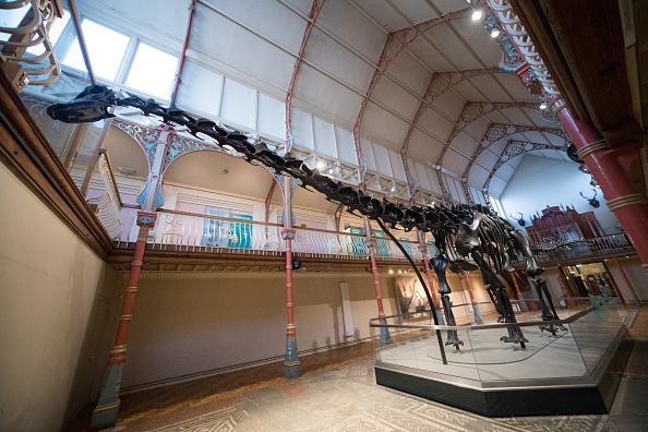 -Le dinosaure, un squelette de diplodocus prêté par le Museum est dévoilé au Royaume-Uni le 9 février 2018 à Dorchester, Dorset. Photo de Matt Cardy/Getty Images.