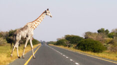 Photos rares : l’une des dernières girafes leucistiques au monde prise en photo