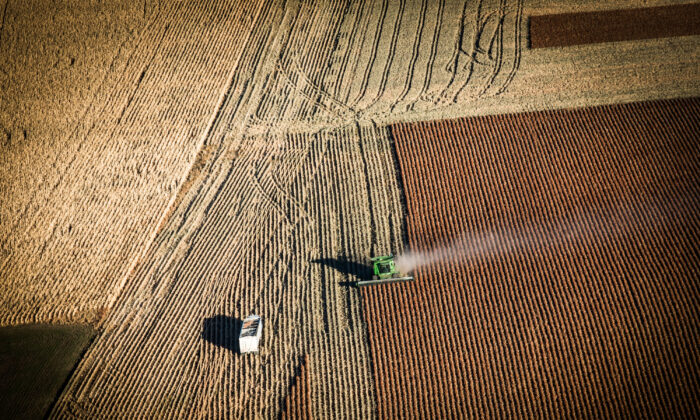 Un agriculteur fait des récoltes près de Presho, dans le Dakota du Sud, le 13 octobre 2014. (Andrew Burton/Getty Images)