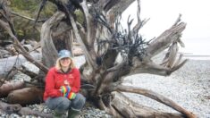 « C’est hautement intelligent » : le parcours d’une scientifique forestière à la découverte de la communication entre les arbres