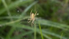 Pas-de-Calais : une araignée encore jamais vue en France découverte à Saint-Josse-sur-Mer