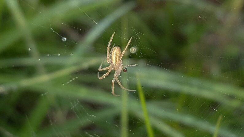 L'espèce "Larinia" est un genre d'araignées aranéomorphes de la famille des Araneidae - Photo by Pixabay.