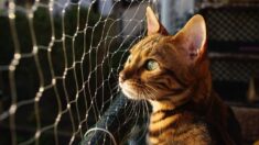 Tourcoing: on lui vole son chat Bengale, il le retrouve en vente sur Internet