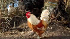 Aube : après le coq Maurice, c’est au tour du coq Philippe et à ses propriétaires d’être menacés d’expulsion