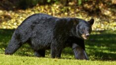 Loire-Atlantique : un ours s’échappe du parc Planète sauvage et se retrouve chez des habitants