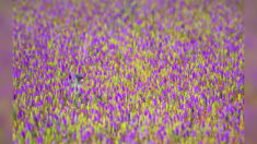Pouvez-vous repérer le rapace qui se cache dans la mer de fleurs violettes ? (Et identifier de quelle espèce il s’agit ?)