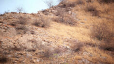 Pouvez-vous repérer le léopard camouflé qui se fond parfaitement dans ce décor de collines rocheuses ?