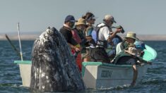 Des photos montrent des observateurs de baleines qui n’ont pas vu une énorme baleine surgir juste à côté de leur bateau