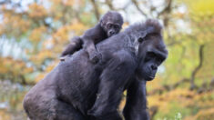 Un bébé gorille nourri à la main rencontre sa mère adoptive après que sa mère biologique a eu des difficultés à s’occuper de lui