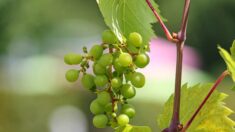 Calvados : une conseillère municipale plante 500 pieds de vigne chez elle pour produire une cuvée de vin local