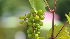 Calvados : une conseillère municipale plante 500 pieds de vigne chez elle pour produire une cuvée de vin local