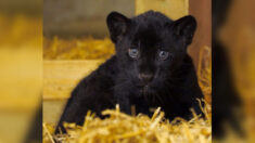 Une magnifique femelle jaguar noire est née dans un sanctuaire pour grands félins en Angleterre