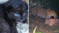 Une équipe de secours réunit un léopard et sa mère après avoir trouvé le bébé seul dans une plantation de thé