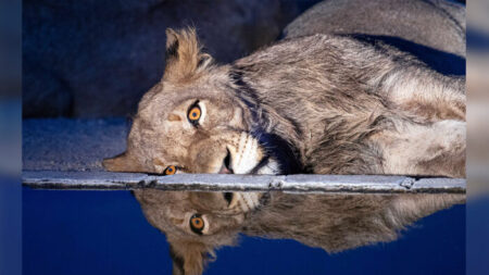 Photos : un lion à l’air déprimé semble noyer son chagrin dans une mare d’eau