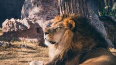 Kenya : le célèbre lion Scarface est mort de vieillesse