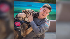 Un ancien maître-chien de l’armée retrouve son berger allemand renifleur d’explosifs pour une adoption émouvante