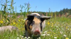 Enfuie d’un élevage intensif, la truie Charlotte est recueillie dans un refuge de la Sarthe