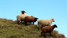 Bergerac : polémique autour des moutons embauchés par la Ville pour tondre les rives de la Dordogne