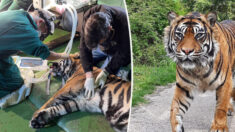 Un vétérinaire pratique une intervention chirurgicale unique au monde pour sauver l’œil ulcéré d’un tigre de Sumatra de 93 kg