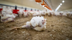 Des volailles « Frankenstein » : L214 dénonce « la génétique de la souffrance » dans un élevage de poulets de LDC