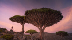 « L’un des endroits les plus étonnants de la planète » : un photographe capture des paysages surréalistes sur l’île de Socotra