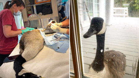 Par la fenêtre d’un hôpital pour animaux sauvages, une oie loyale assiste avec tristesse à l’opération de son compagnon blessé
