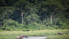 Au Gabon, le parc national d’Ivindo classé au Patrimoine mondial de l’Unesco
