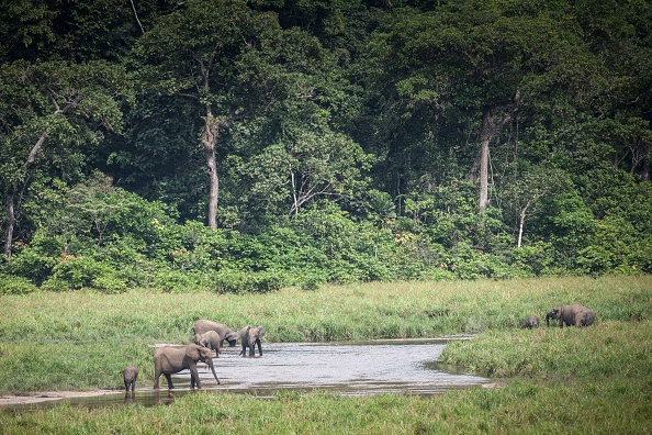 Des éléphants de forêt sont vus à Langoue Bai dans le parc national de l'Ivindo au Gabon.  (Photo : AMAURY HAUCHARD/AFP via Getty Images)