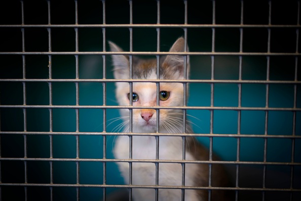Un chat abandonné attend dans une cage dans le refuge pour animaux d'une SPA (Société de protection des animaux) à Gennevilliers, dans la banlieue nord-ouest de Paris.  (OLIVIER MORIN/AFP via Getty Images)