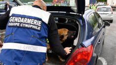 Près de Bayeux : grâce à un chien, un septuagénaire atteint d’Alzheimer retrouvé vivant après 3 jours de recherches