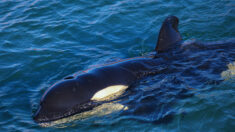 Vidéo : une orque chahute un voilier dans le golfe de Gascogne, une première en France