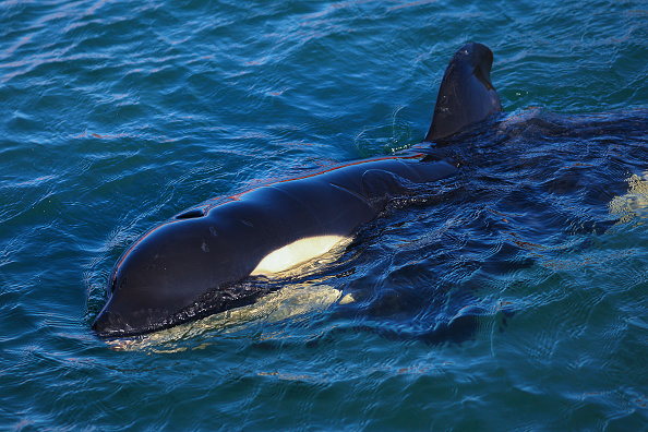 Une orque (Hagen Hopkins/Getty Images)
