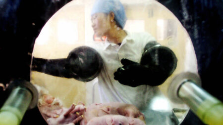 Des scientifiques chinois produisent des porcs génétiquement modifiés pour des transplantations humaines