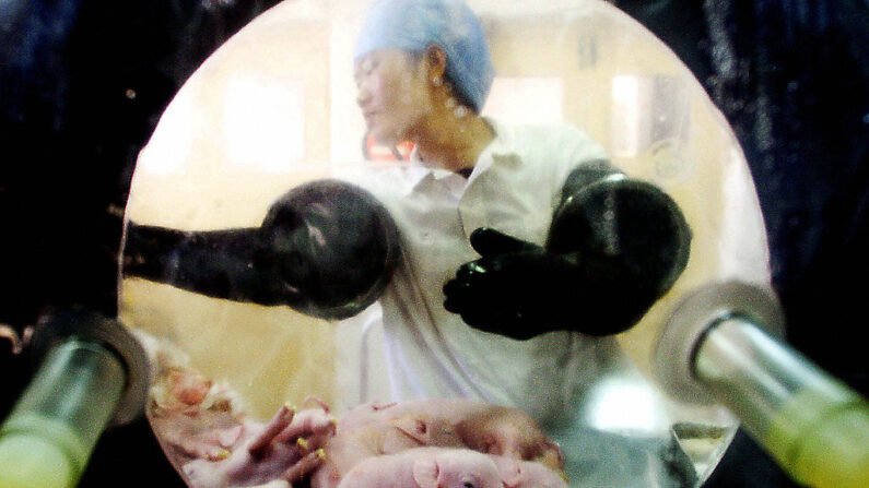 Une vétérinaire chinoise examine des porcelets nouvellement nés, ils ont été retirés de l'utérus d'une truie expérimentale nourrie uniquement avec un régime spécial, exempt de tout pesticide ou virus, dans un laboratoire à Pékin, le 20 octobre 2003. (AFP via Getty Images)