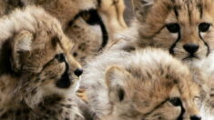 Charente-Maritime : trois bébés guépards sont nés au zoo de La Palmyre