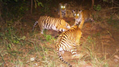 Un tigre mâle « adopte » quatre petits tigres après la mort de leur mère