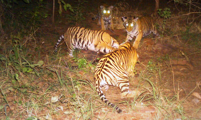 (Avec l'aimable autorisation des autorités forestières, Panna Tiger Reserve)