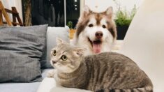 Une étude révèle que les chiens sont plus efficaces que les chats pour prévenir la solitude pendant les confinements