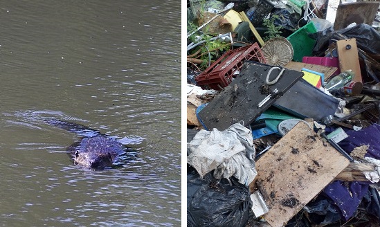 À gauche: Le castor, animal emblématique de la Loire  [photo : Nanosanchez, CC BY-SA 4.0 https://creativecommons.org/licenses/by-sa/4.0, via Wikimedia Commons]. À droite : Décharge sauvage réalimentée sans cesse, sur un site préservé où vivent des castors, à Vouvray, en Indre-et-Loire,  le 10/07/21. 