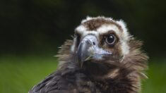 Rhône : surpris par les vents, un jeune vautour de 3 mètres d’envergure n’arrive pas à regagner le parc de Courzieu