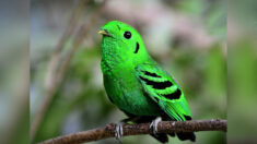 Des ornithologues repèrent un oiseau rare, l’eurylaime vert, déclaré « éteint » depuis 70 ans à Singapour