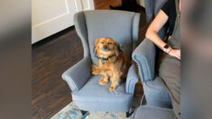 Un chien « collant », qui aime « voler » le siège de travail de son maître, reçoit une nouvelle réplique du fauteuil de son maître