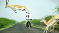 Un photographe prend en photo d’antilopes qui semblent sauter par-dessus un motocycliste alors que le troupeau traverse la route dans un élan impressionnant