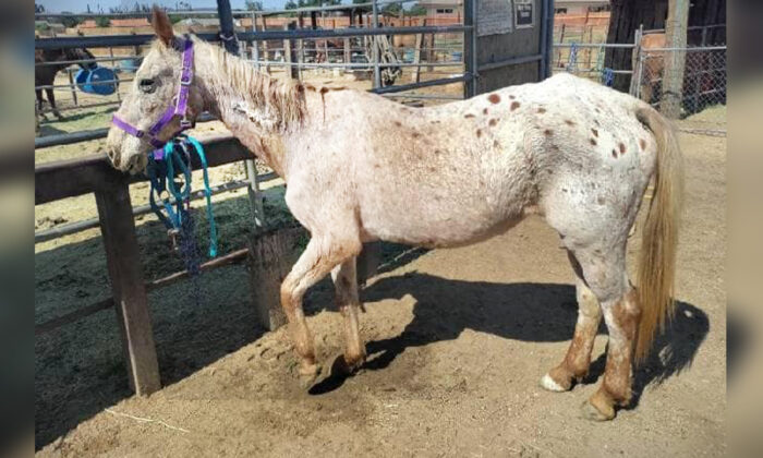 (Courtoisie du service de secours animalier Far-From-Perfect Mustang Rescue)