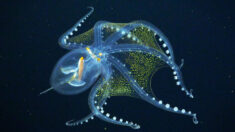 Des chercheurs océanologues filment une pieuvre « de verre » des profondeurs – un spectacle hors du commun