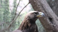 Jura : un aigle royal est né, 170 ans après la dernière nichée