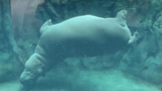 Une vidéo adorable montre Fiona, une hippopotame née prématurément, en train de s’exercer au ballet aquatique