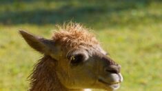 Haute-Savoie : son lama meurt après avoir ingéré du plastique, il implore les randonneurs de rapporter leurs déchets